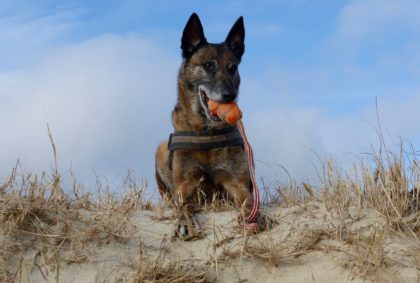 KONG Aqua Hundespielzeug