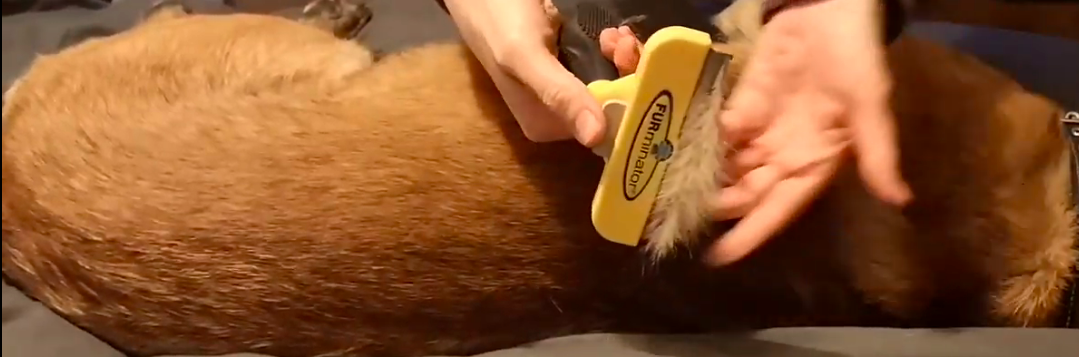Pfoetchencheck.de Furminator