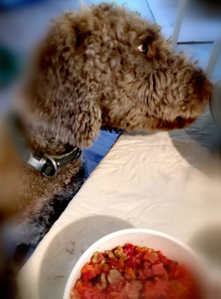 BARF Tackenberg Lagotto Romagnolo Ennio