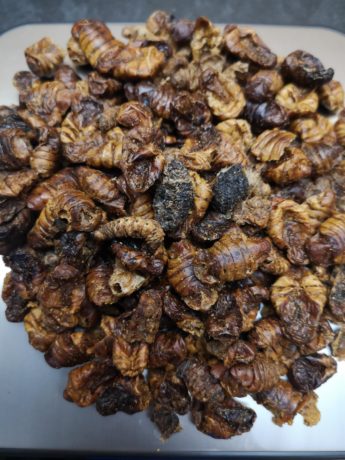 Insekten-Snacks Seidenspinnerpuppen