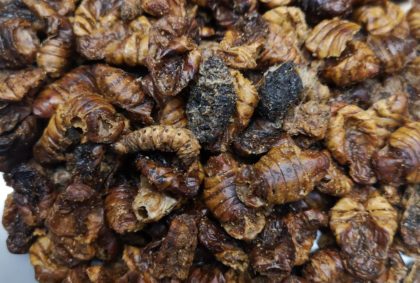 Insekten-Snacks Seidenspinnerpuppen
