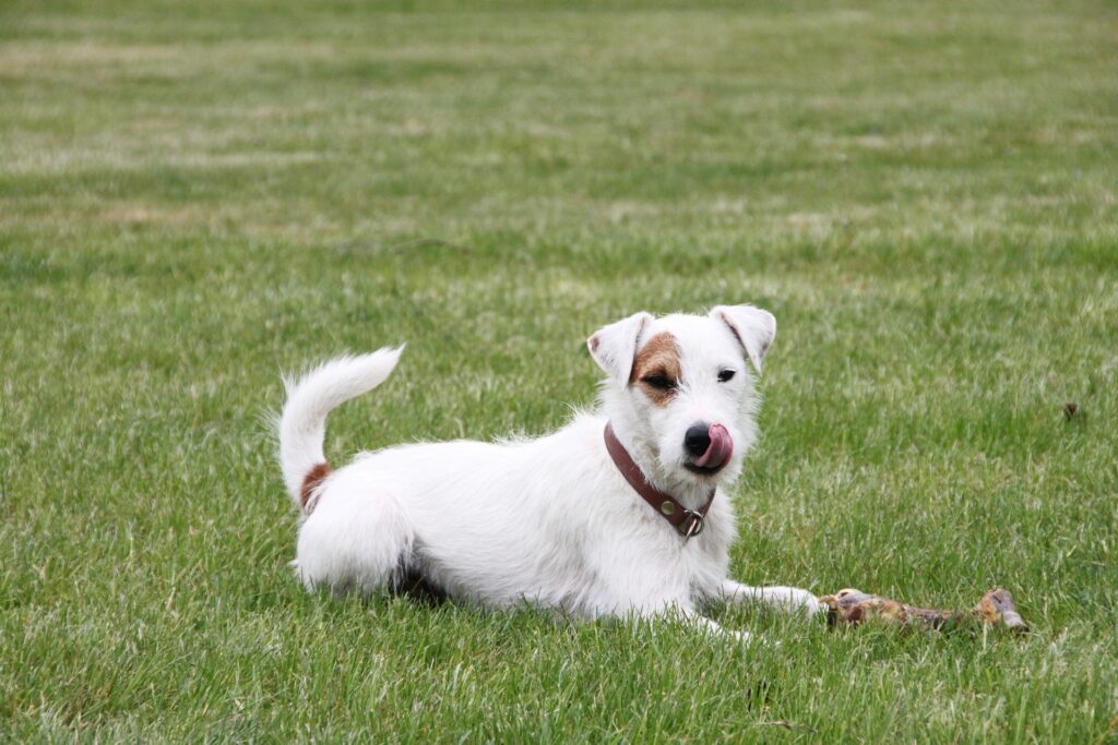 hypoallergene Kauartikel - wenn der Hund an Allergien leidetPfoetchencheck.de hypoallergen hund kauartikel mix pferd fisch kaenguru hirsch reh ziege strauss hase kaninchen